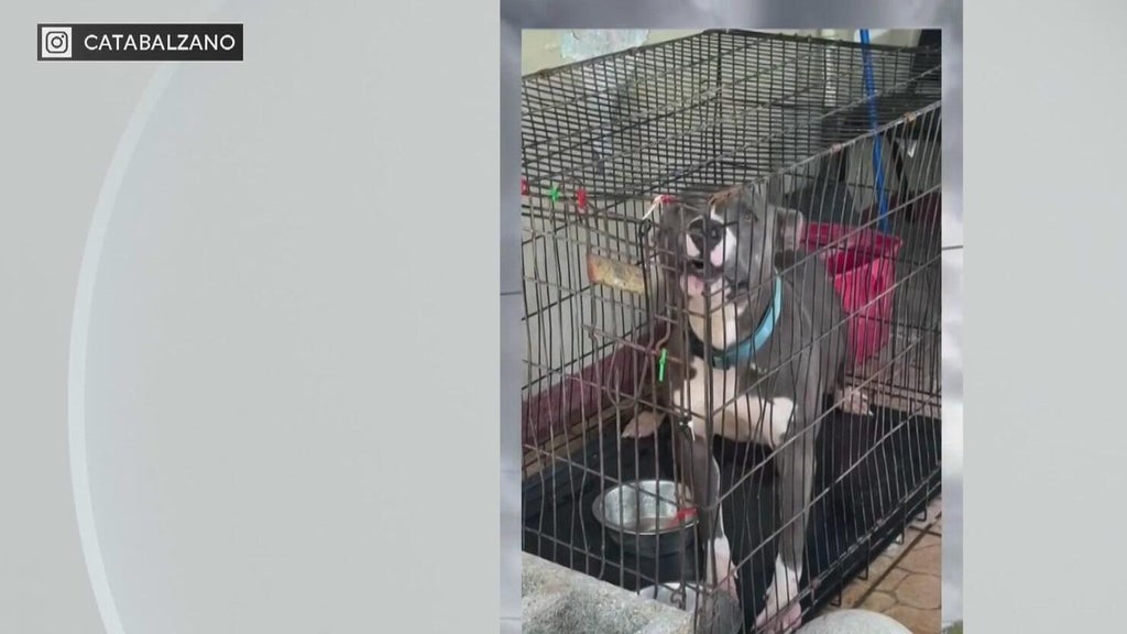 Miami-Dade Animal Services issues new warning after viral dog neglect posts — CBS Miami, Coral Springs Community news