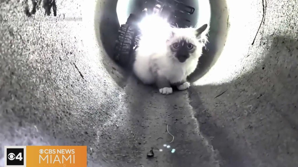 "R2-D2" robot rescues kitten trapped in Utah drain pipe — CBS Miami, Coral Springs Community news