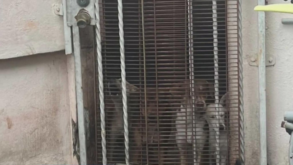 Miami Beach man arrested after 19 dogs, elderly woman found living in deplorable conditions, police say — Coral Springs Real Estate news