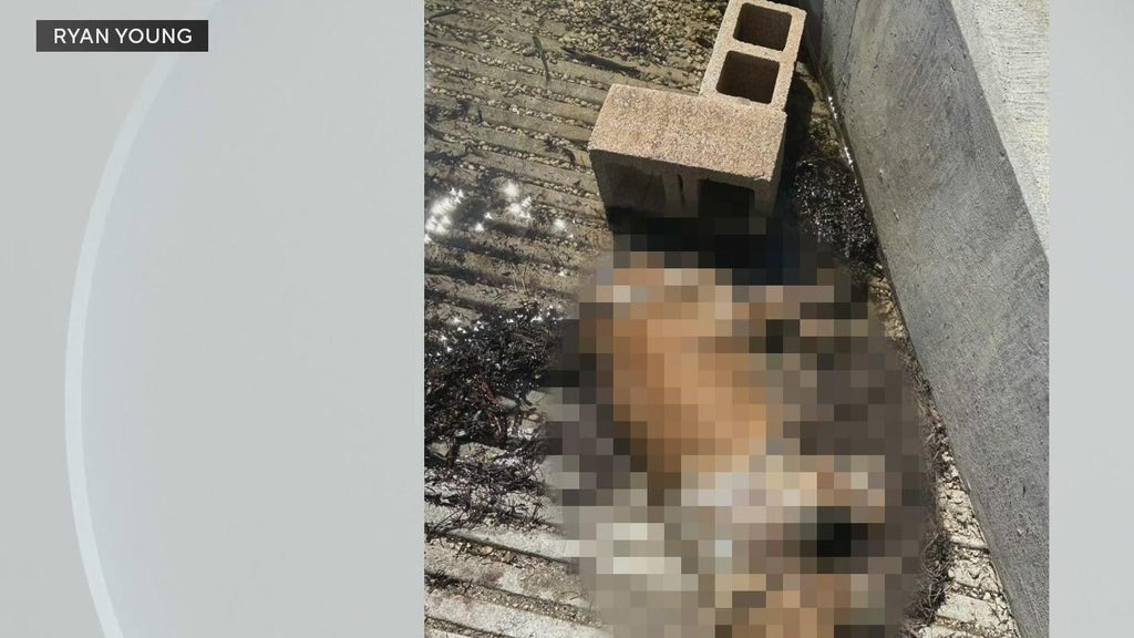 Miami police investigate after dog found dead underwater, tied to cinder blocks off Coconut Grove — CBS Miami, Coral Springs Government news