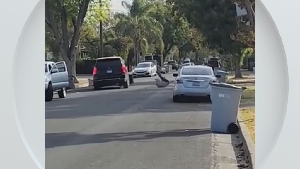 Federal immigration vehicle hits pedestrian in Woodland, police say — CBS Bay Area (KPIX), Coral Springs Health news