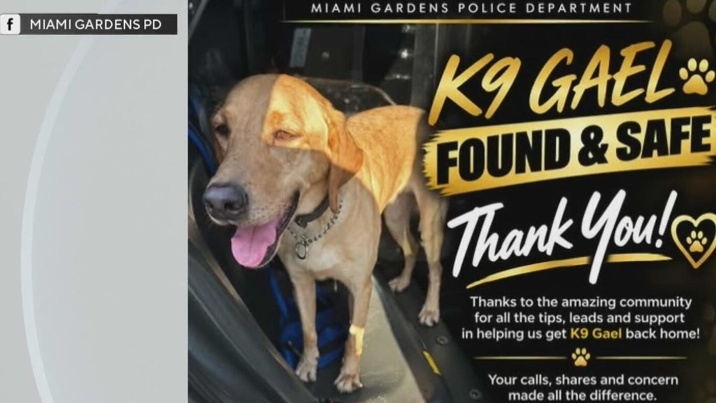 Missing Miami Gardens Police K-9 found safe in Hollywood after search — CBS Miami, Coral Springs Community news