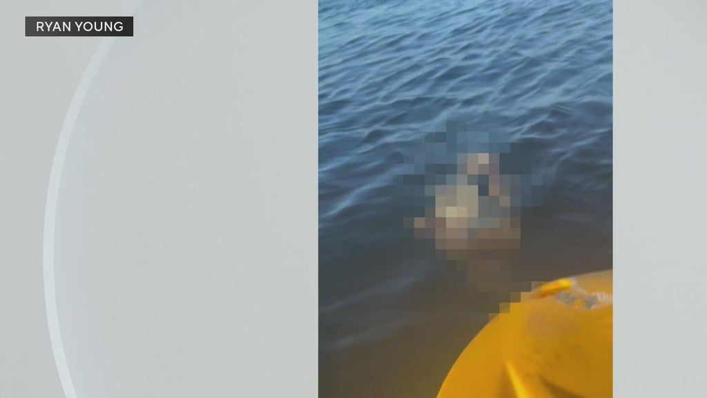 Police investigate after a dog was found underwater tied to cinder blocks in Miami — CBS Miami, Coral Springs Government news