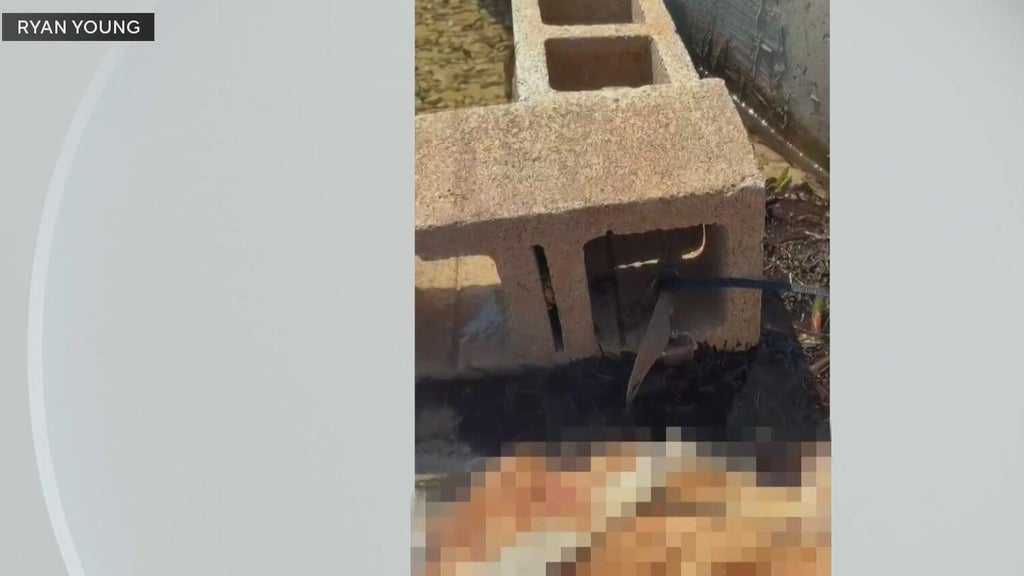 Outrage grows after dog found dead underwater tied to cinder blocks in Miami — CBS Miami, Coral Springs Government news