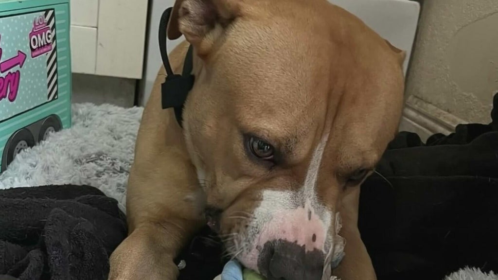 Teen girl remains hospitalized after dog attack in northwest Miami-Dade; owner surrenders pit bull — CBS Miami, Coral Springs Health news
