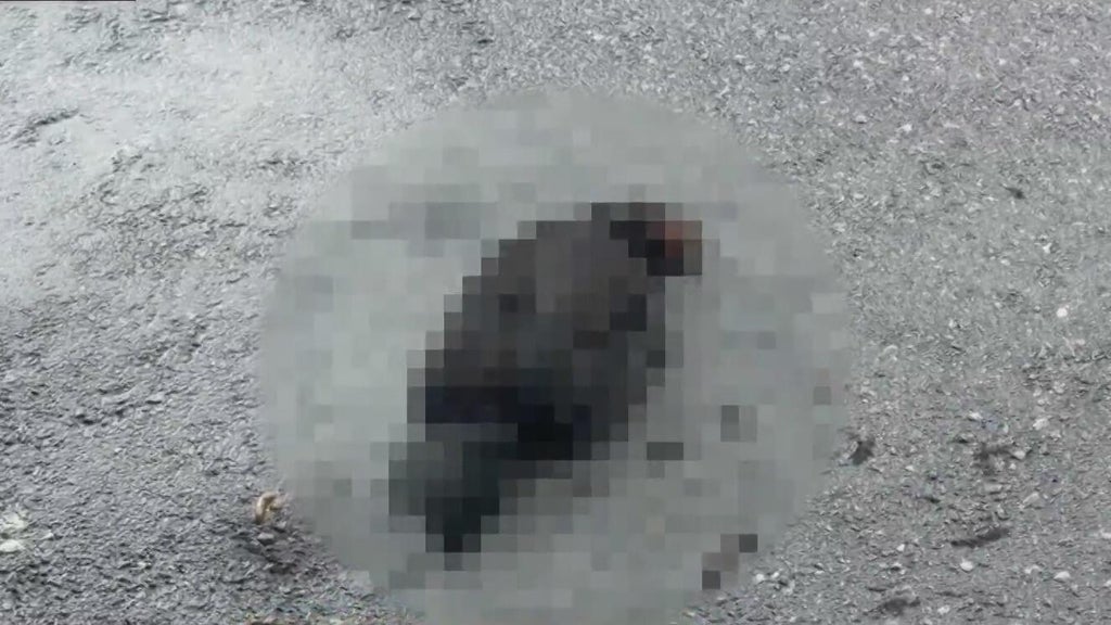 Hialeah doctor reports six dead chickens outside medical office building; cause is unknown — Coral Springs Health news