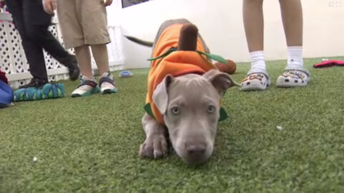 Count Barkula Halloween Festival connects families to shelter dogs in Dania Beach — WSVN 7 Broward, Coral Springs Arts news