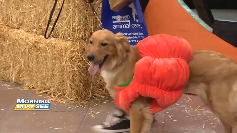 Broward Animal Care hosts Halloween party to support adoption efforts — WSVN 7 Broward
